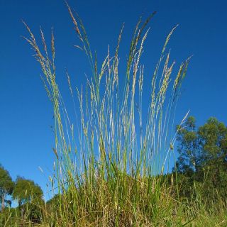 Nasiona traw kostrzewa trzcinowa Tomahawk 5kg