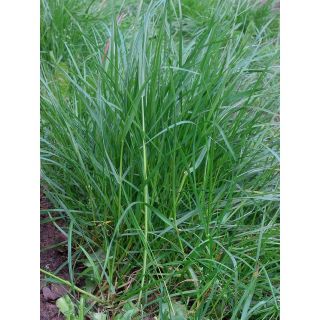 Perennial ryegrass 2N  lawn - 5 kg