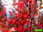 Barberry fruit loose 1 kg - dried