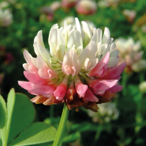 White-pink clover (Swedish) Aurora 100 kg (in bags of 25 kg)