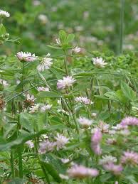 Persian clover Gorby 0,5kg