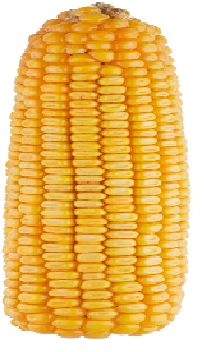Corn seeds Contento 20 units
