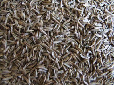 Festolium grass seeds,  5kg