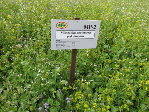 MP-2 aftercrop mixture for root crops 25 kg