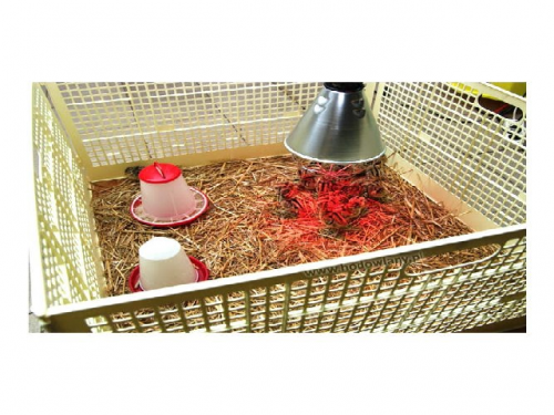 Set for chick rearing with a radiant lamp