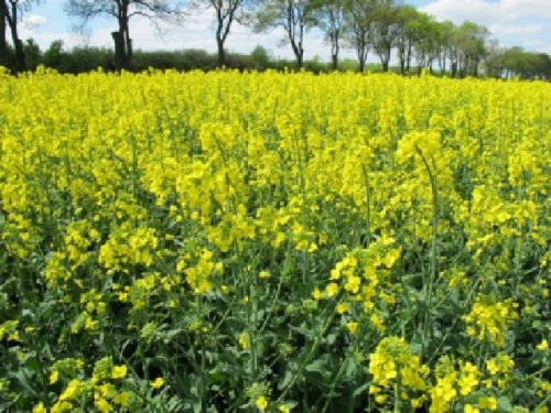 563 / 5000 Wyniki tłumaczenia Winter oilseed rape seed variety KEPLER Scenic Gold + Donasienna Ferti