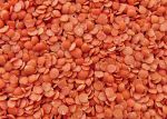 Red lentils 25kg