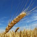 Rolnictwo-Galvet/nasiona/materiał siewny/jęczmień