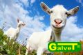 Rolnictwo-Galvet /preparaty mlekozastępcze/kozy