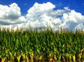 materiał siewny - kukurydza