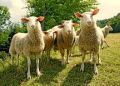 Pasze Owce