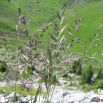 Nasiona traw kostrzewa czerwona kępowa odmiana Rapsodia 5kg