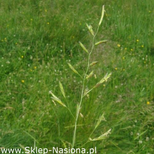 Nasiona traw kostrzewa łąkowa Arita 5kg