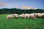Siatka dla owiec horinetz super (dł. 50m, wys. 105cm)
