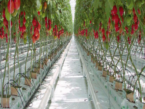 Hortivit folia 3.60x100m do sterowania wegetacją roślin czarno-biała