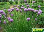 Dried chives 25 kg