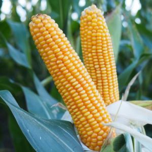 Nasiona Kukurydzy CATHY jednostka 80 tys nasion, produkt sezonowy