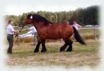 KOŃ SPRINT mieszanka paszowa dla koni 1 tona