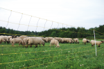 Electric fence net length 50m height 105cm / sheep