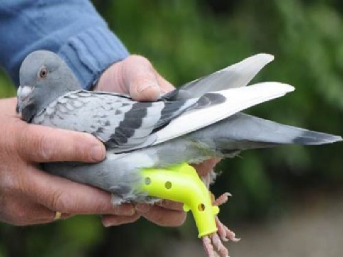 Usztywniacz weterynaryjny na nogi dla gołębi i innych ptaków